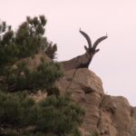 Spanish ibex Tortosa Beceite